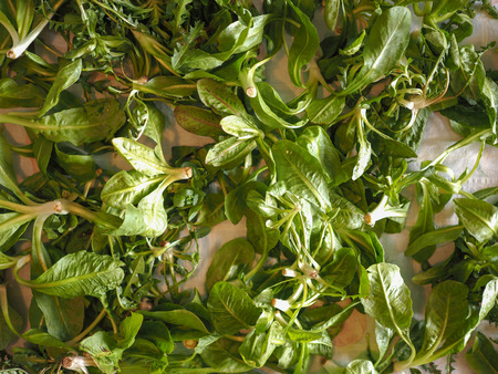 Lettuce (Lactuca sativa) leaf vegetables vegetarian food useful as backgroundの写真素材