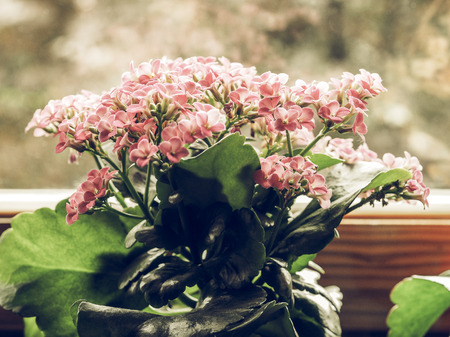 Vintage faded Pink Kalanchoe (Saxifragales Crassulaceae Kalanchoe) flower - selective focus on flowersの写真素材