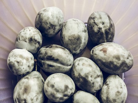 Vintage faded Plum prune (Prunus domestica) aka European plum fruits, healthy vegetarian foodの写真素材