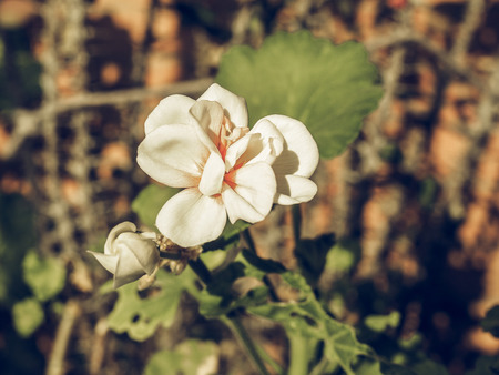 Vintage faded Geranium flower of flowering plants commonly known as cranesbillsの写真素材