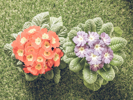 Vintage faded Primrose aka Primula are the first flowers to blossom in early springの写真素材