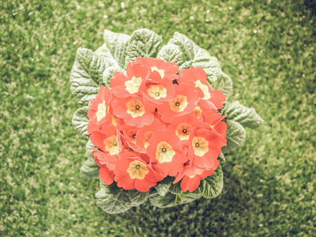 Vintage faded Red Primrose aka Primula are the first flowers to blossom in early springの写真素材