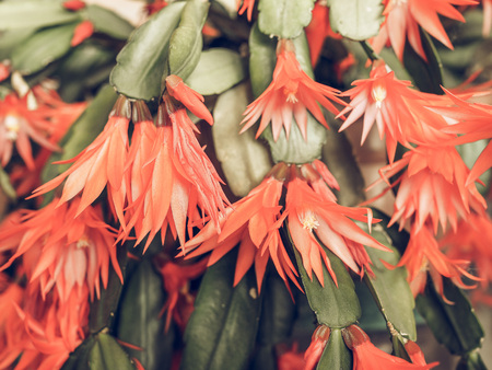 Vintage faded Red Schlumbergera flower aka Christmas Cactus, Thanksgiving Cactus, Crab Cactus and Holiday Cactus is a small genus of cacti from Brazil flowerの写真素材