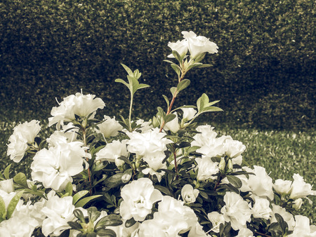 Vintage faded White Azalea Rhododendron flowers in summer season over grassの写真素材