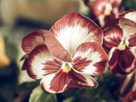 Vintage faded Pansy viola garden flower derived from Viola tricolor hybridized with other viola speciesの写真素材