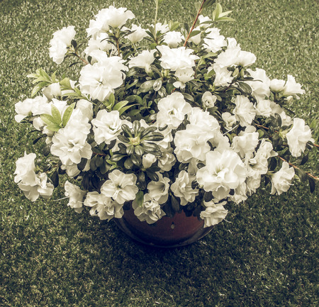 Vintage faded White Azalea Rhododendron flowers in summer season over grassの写真素材