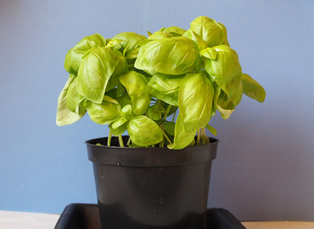 basil (Ocimum basilicum) aka Thai basil or sweet basil plantの写真素材