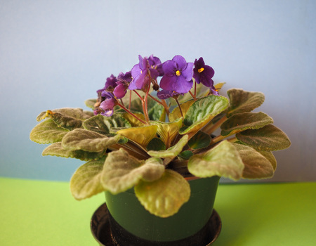 purple saintpaulia aka African Violet flower bloomの写真素材