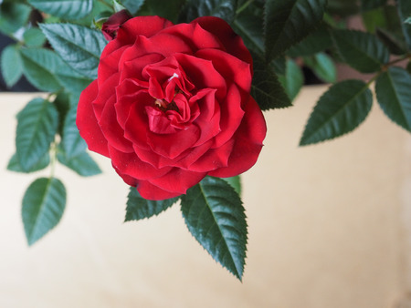 red rose perennial shrub (genus Rosa) flower bloomの写真素材