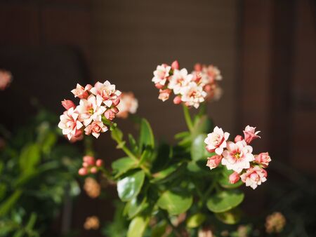 pink flower of plant kalanchoe (Saxifragales Crassulaceae Kalanchoe)の写真素材