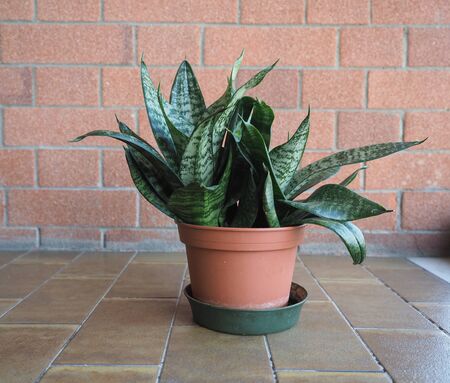 sansevieria plant aka mother in law tongue, devil tongue, jinn tongue, bow string hemp, snake plant and snake tongueの写真素材