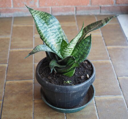 sansevieria plant aka mother in law tongue, devil tongue, jinn tongue, bow string hemp, snake plant and snake tongueの写真素材