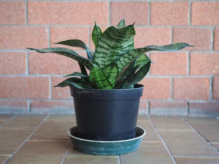 sansevieria plant aka mother in law tongue, devil tongue, jinn tongue, bow string hemp, snake plant and snake tongueの写真素材