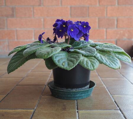 violet flower of plant saintpaulia aka African Violetの写真素材