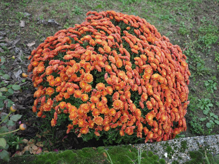 orange flower of plant chrysanthemum aka mums or chrysanthsの写真素材