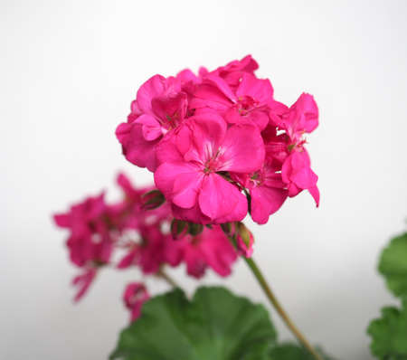 geranium aka cranesbill (scientific classification Geraniales) plant pink flowerの写真素材