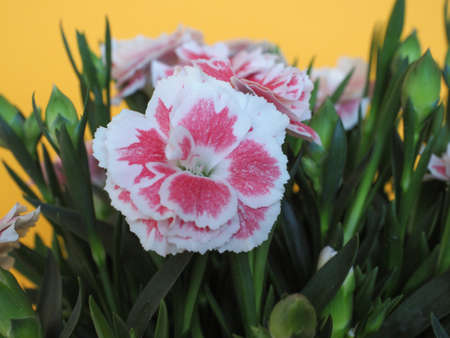 carthusian pink (scientific name Dianthus carthusianorum) plant flowerの写真素材