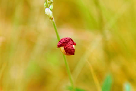 Small plant, with pink flower, which contrasts with the green vegetation and shadows in the background.の写真素材