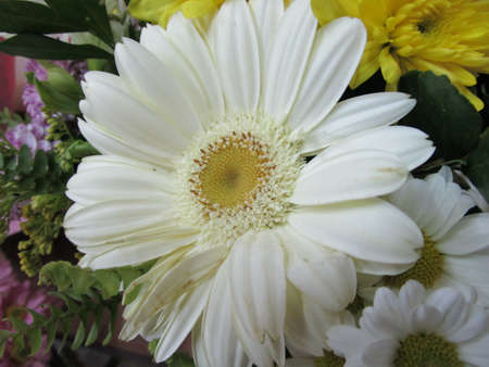 Close-up of white chrysanthemums in flower arrangement for gift giving Someone.の写真素材