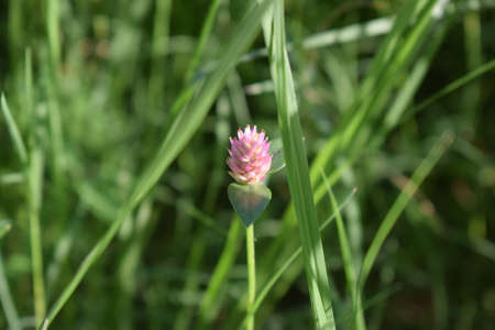 Front view of solitary pink globe amaranth flower in a wildflower field.の写真素材