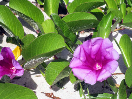 Morning Glory, dune vegetation at Praia do PerÃ³, Cabo Frio City, Brazil.の写真素材