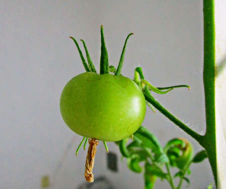 Close-up of a green cherry tomato with brown patches of pests on its skin.の写真素材