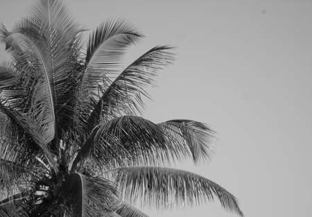 Abstract image of coconut tree leaves silhouette.の写真素材