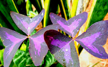Triangular leaves of the purple clover or Oxalis, with drops of dew on them.の写真素材