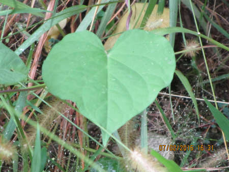 Green leaf in the shape of a heart highlighted in the bush.の写真素材