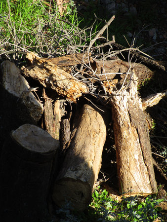 Top view of trunk and branches of a cut mango tree after thermite infestation.の写真素材