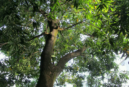 Tree in the rainforest of Borneo, Sabah, Malaysiaの素材