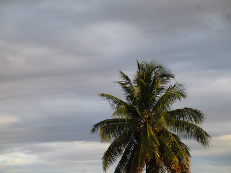 Coconut tree with cloudy sky in the background, beautiful photo digital pictureの写真素材