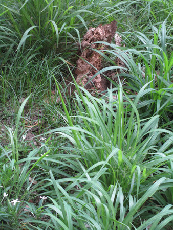 Grass in the garden. Natural green background and texture.の写真素材