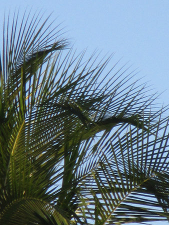 View of coconut tree leaves on blue sky background.の写真素材