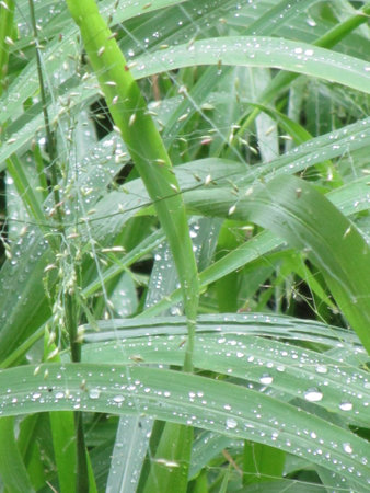 Rain drops on the leaves.の写真素材