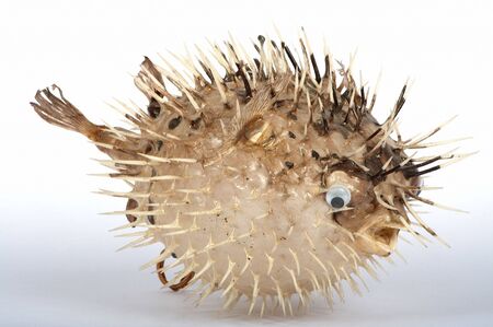 Scarecrow of a sea hedgehog on a white backgroundの写真素材