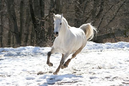 Skipping white horse on a background of a woodの写真素材