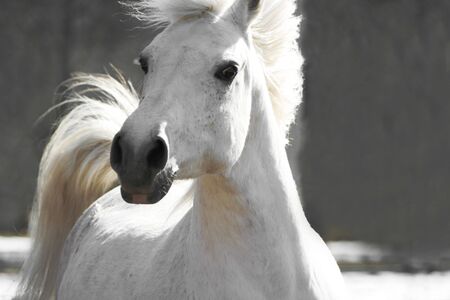 Beautiful white horse on a neutral backgroundの写真素材