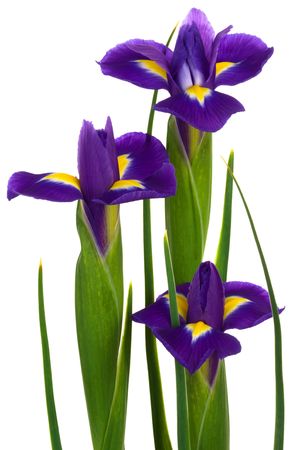 Beautiful blue flowers on a white background