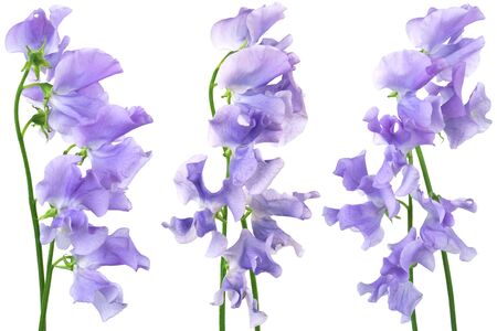 Beautiful blue flowers on a white background
