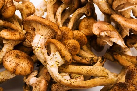 Fresh and useful mushrooms as a backgroundの写真素材