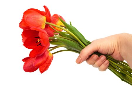 bouquet of tulips in a hand against a white backgroundの写真素材