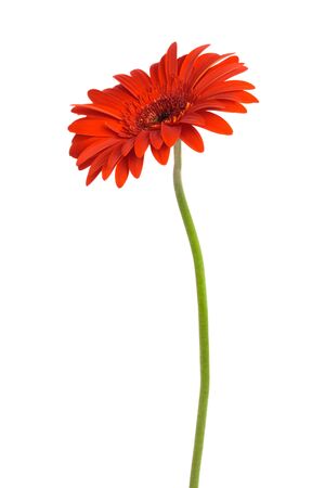 Beautiful red gerber on a white backgroundの写真素材