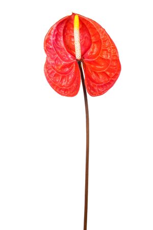 Beautiful red anthurium on a white backgroundの写真素材