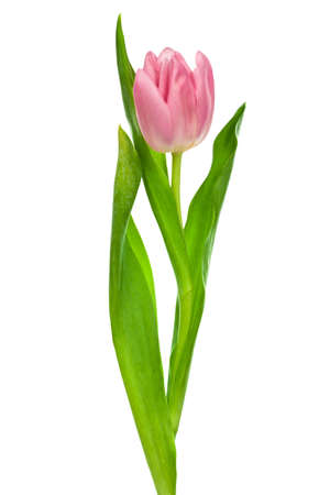 beautiful pink tulip on a white backgroundの写真素材