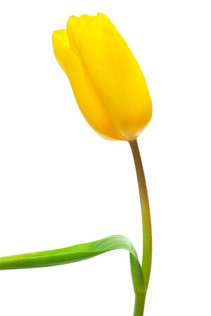 single yellow tulip on a white backgroundの写真素材