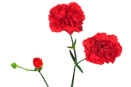 red carnation and bud on a white backgroundの写真素材
