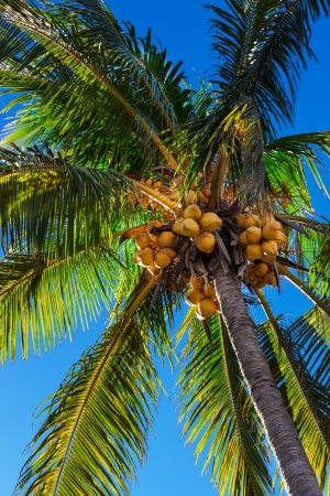 beautiful palm tree against a blue skyの写真素材