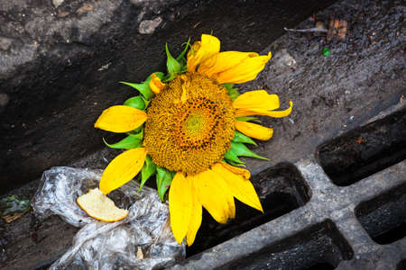 sunflower on a sidewalk in a pile of trashの写真素材