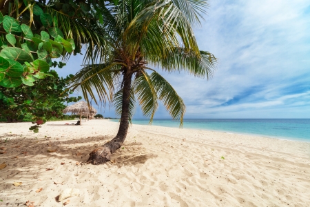 palm tree on a beach on a sunny dayの写真素材